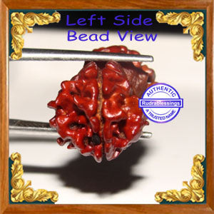 1 + 1 Gaurishankar Rudraksha from Nepal