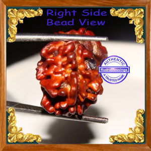 1 + 1 Gaurishankar Rudraksha from Nepal