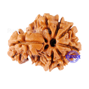 1 Mukhi Savar Rudraksha from Nepal - Bead No. 72