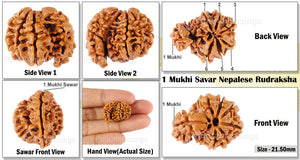 1 Mukhi Savar Rudraksha from Nepal - Bead No. 72