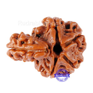 1 Mukhi Savar Rudraksha from Nepal - Bead No. 73