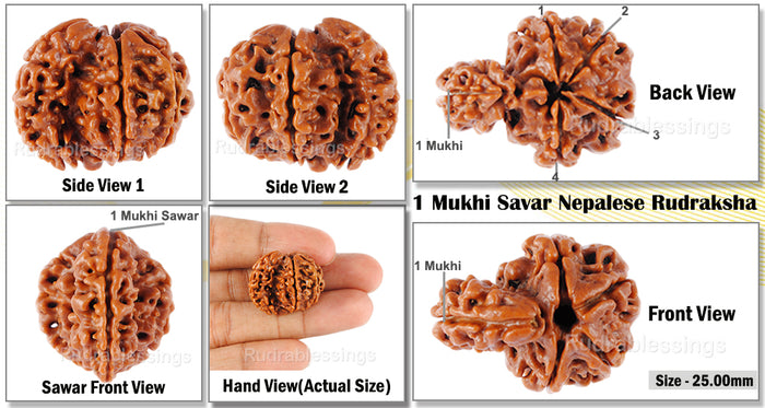 1 Mukhi Savar Rudraksha from Nepal - Bead No. 73