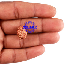 Load image into Gallery viewer, 2 Mukhi Rudraksha from Indonesia - Bead No. 100
