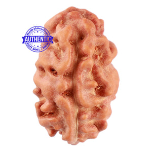 2 Mukhi Rudraksha from Indonesia - Bead No. 100
