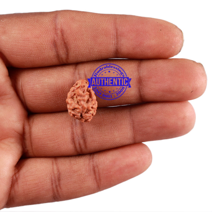 2 Mukhi Rudraksha from Indonesia - Bead No. 104