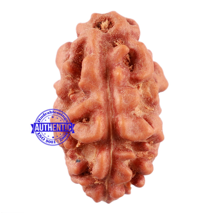 2 Mukhi Rudraksha from Indonesia - Bead No. 104