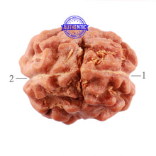 Load image into Gallery viewer, 2 Mukhi Rudraksha from Indonesia - Bead No. 104
