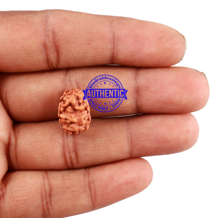 2 Mukhi Rudraksha from Indonesia - Bead No. 106