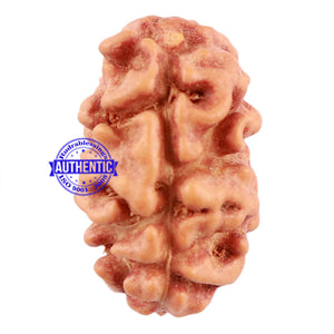 2 Mukhi Rudraksha from Indonesia - Bead No. 106