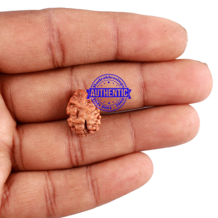 2 Mukhi Rudraksha from Indonesia - Bead No. 108