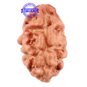 2 Mukhi Rudraksha from Indonesia - Bead No. 108