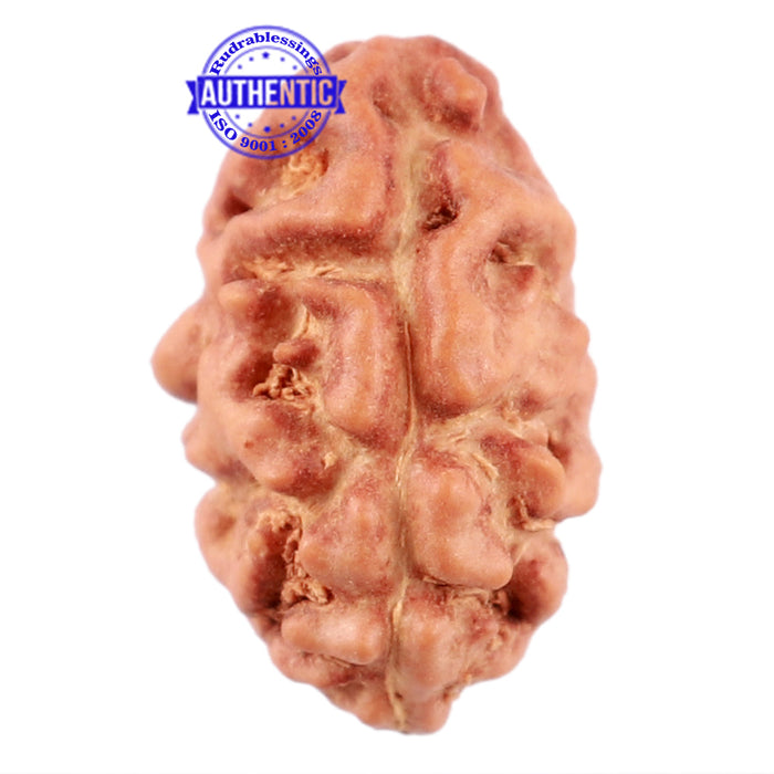 2 Mukhi Rudraksha from Indonesia - Bead No. 108