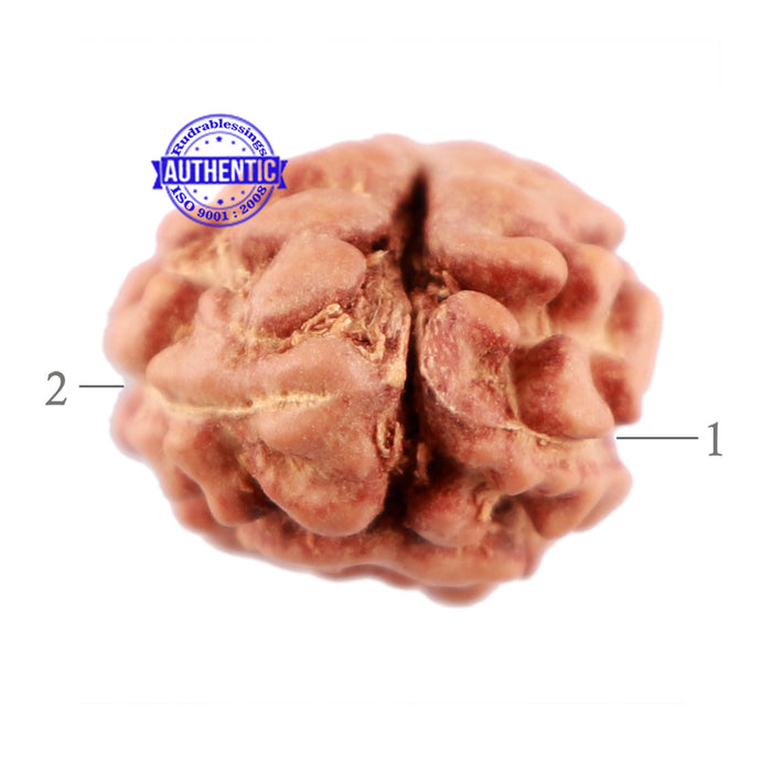 2 Mukhi Rudraksha from Indonesia - Bead No. 108