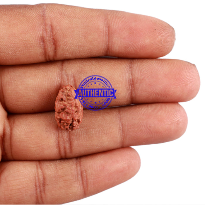 2 Mukhi Rudraksha from Indonesia - Bead No. 110