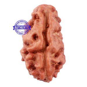 2 Mukhi Rudraksha from Indonesia - Bead No. 110