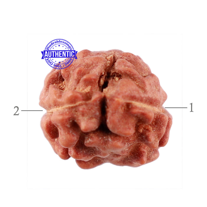 2 Mukhi Rudraksha from Indonesia - Bead No. 110