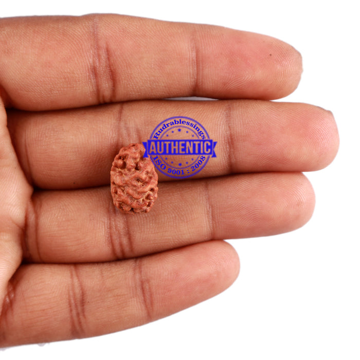 2 Mukhi Rudraksha from Indonesia - Bead No. 111