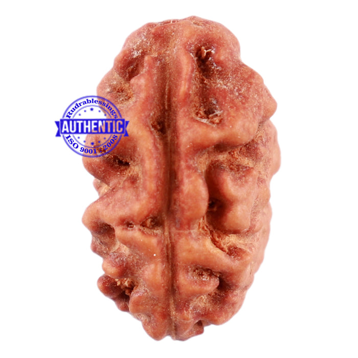 2 Mukhi Rudraksha from Indonesia - Bead No. 111