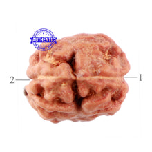 Load image into Gallery viewer, 2 Mukhi Rudraksha from Indonesia - Bead No. 111
