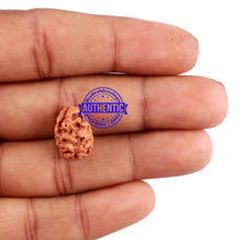 Load image into Gallery viewer, 2 Mukhi Rudraksha from Indonesia - Bead No. 115
