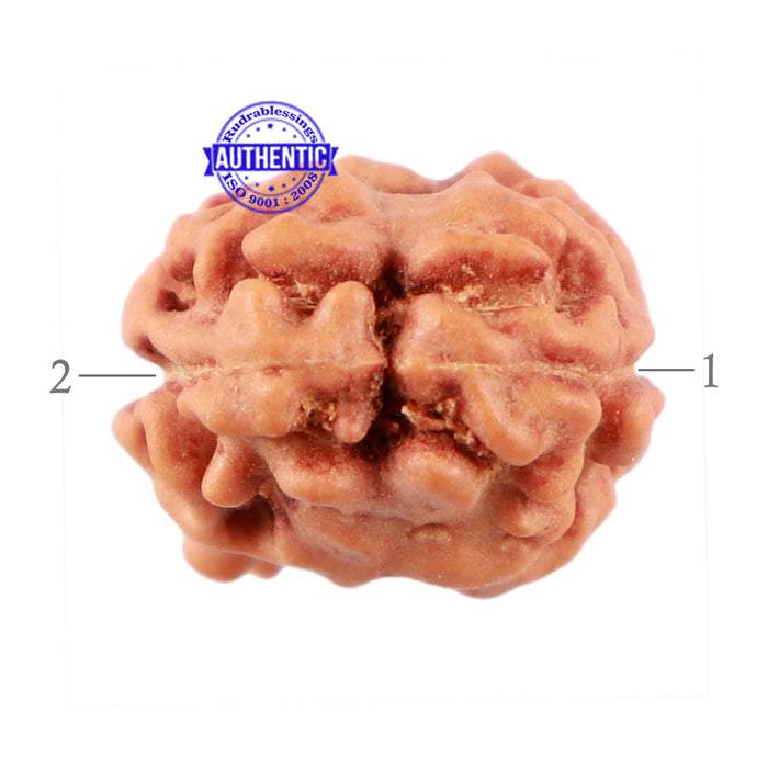 2 Mukhi Rudraksha from Indonesia - Bead No. 115