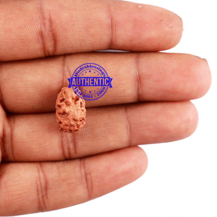 2 Mukhi Rudraksha from Indonesia - Bead No. 118