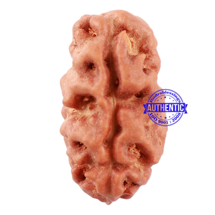 2 Mukhi Rudraksha from Indonesia - Bead No. 118