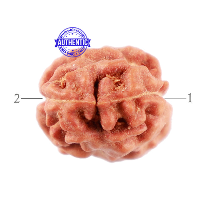 2 Mukhi Rudraksha from Indonesia - Bead No. 118