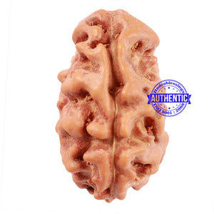 2 Mukhi Rudraksha from Indonesia - Bead No. 76