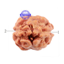 Load image into Gallery viewer, 2 Mukhi Rudraksha from Indonesia - Bead No. 76

