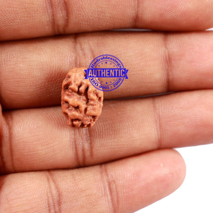 2 Mukhi Rudraksha from Indonesia - Bead No. 77