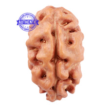 Load image into Gallery viewer, 2 Mukhi Rudraksha from Indonesia - Bead No. 77

