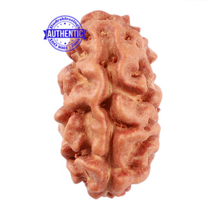 2 Mukhi Rudraksha from Indonesia - Bead No. 78
