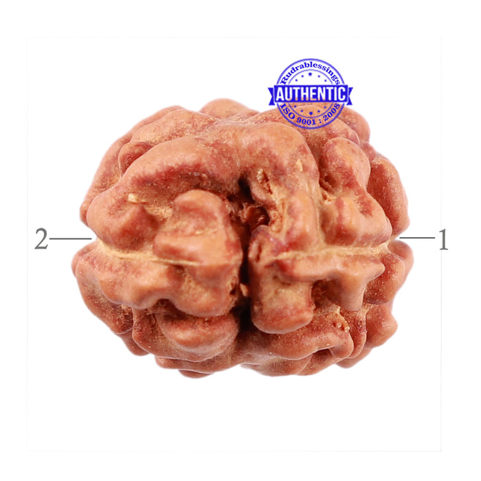 2 Mukhi Rudraksha from Indonesia - Bead No. 78