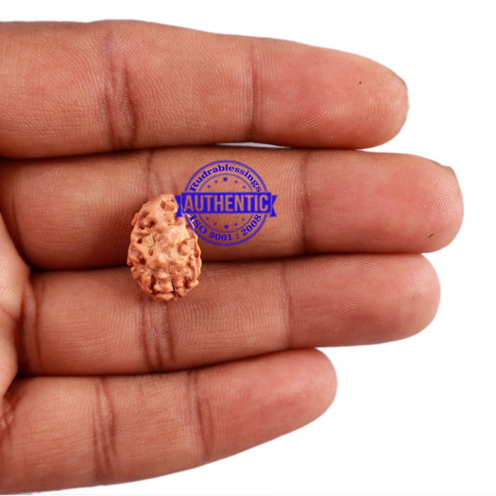 2 Mukhi Rudraksha from Indonesia - Bead No. 84