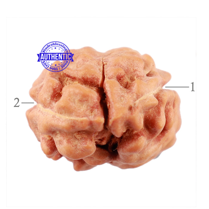 2 Mukhi Rudraksha from Indonesia - Bead No. 84