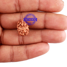 Load image into Gallery viewer, 2 Mukhi Rudraksha from Indonesia - Bead No. 99
