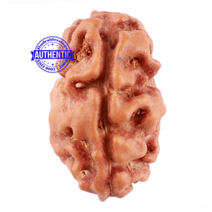 2 Mukhi Rudraksha from Indonesia - Bead No. 99