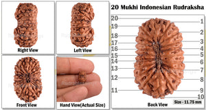 20 Mukhi Indonesian Rudraksha - Bead 36