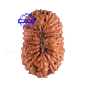 20 Mukhi Indonesian Rudraksha - Bead 36