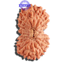 Load image into Gallery viewer, 20 Mukhi Indonesian Rudraksha - Bead 72
