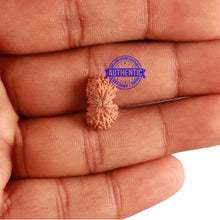 Load image into Gallery viewer, 20 Mukhi Indonesian Rudraksha - Bead 72
