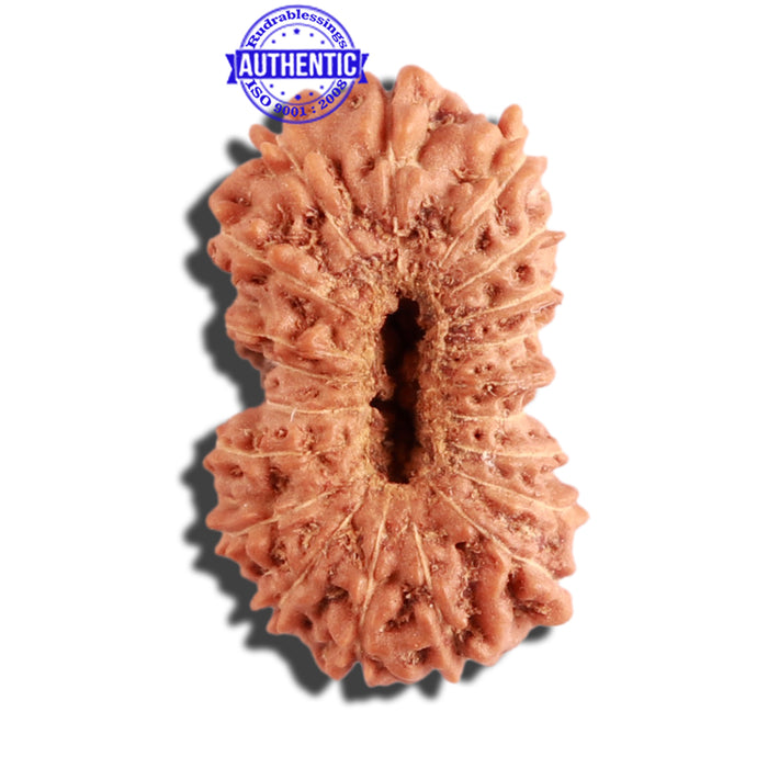 20 Mukhi Indonesian Rudraksha - Bead 72