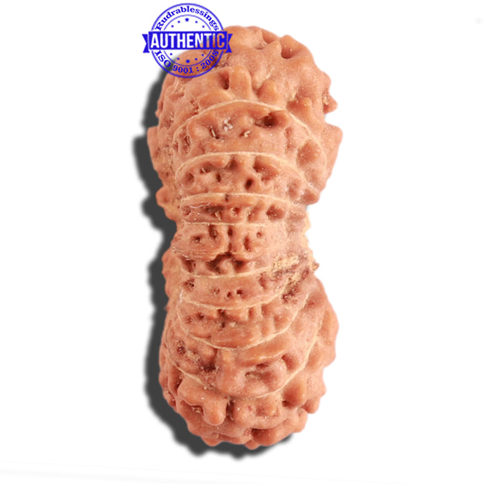 20 Mukhi Indonesian Rudraksha - Bead 72