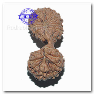 20 Mukhi Gaurishankar Rudraksha from Indonesian - Bead 11