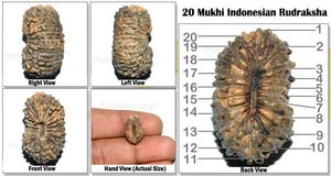 20 Mukhi Indonesian Rudraksha - Bead 30