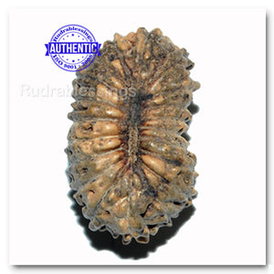 20 Mukhi Indonesian Rudraksha - Bead 30