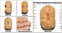 Load image into Gallery viewer, 20 Mukhi Indonesian Rudraksha - Bead 32
