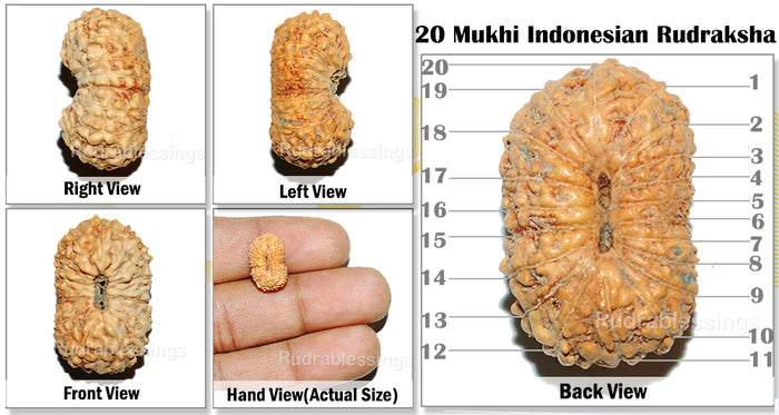 20 Mukhi Indonesian Rudraksha - Bead 32