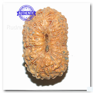 20 Mukhi Indonesian Rudraksha - Bead 32